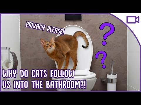 Why Does My Cat Follow Me to The Bathroom?