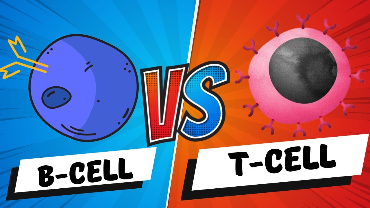B Cells vs T Cells | B Lymphocytes vs T Lymphocytes - Adaptive Immunity - Mechanism