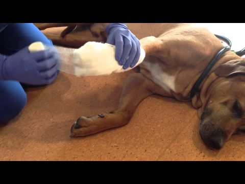 Så här lägger du ett tassbandage.