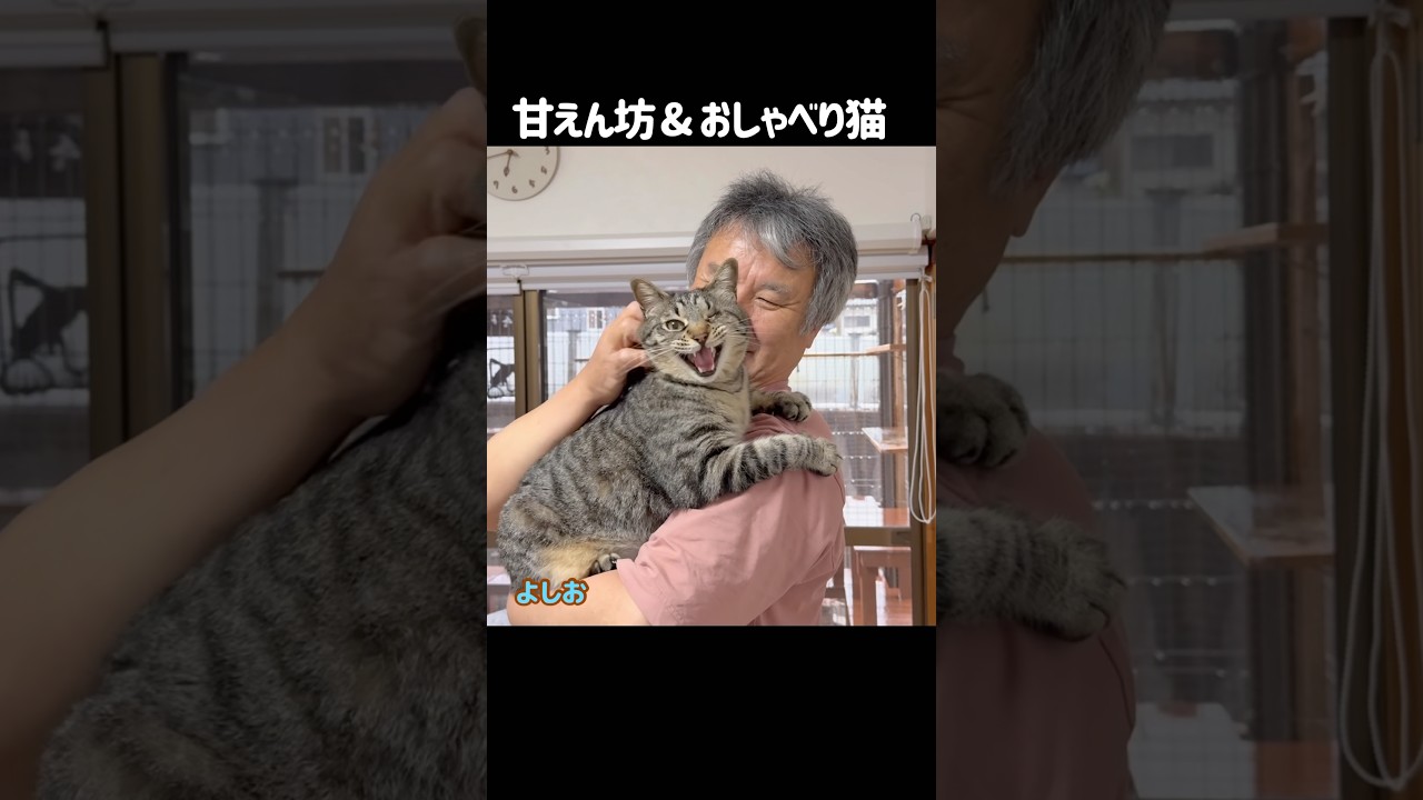 甘えん坊&おしゃべり猫　#保護猫 #猫のいる暮らし
