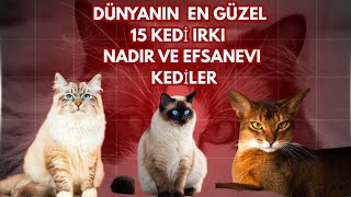 DÜNYANIN EN GÜZEL KEDİLERİ KEDİ IRKLARI VE EN SEVİMLİ KEDİLER
