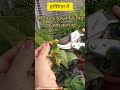 How to Get Maximum flowers in Harsingar#parijat flowering tip