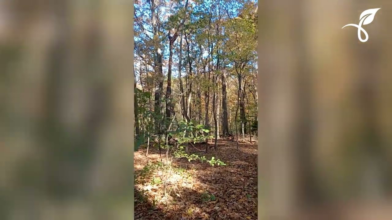 Autumn Leaves