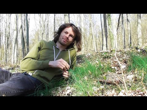 Edible wild plants: Wild chives