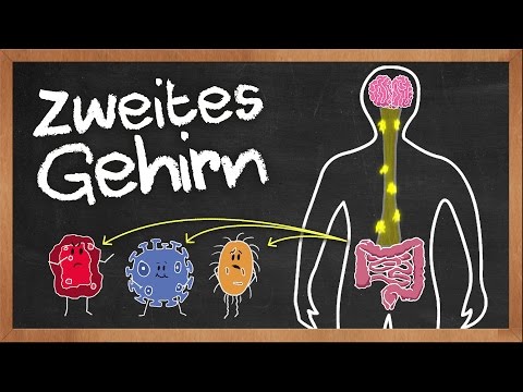 Unser zweites Gehirn