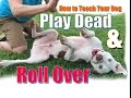 How to Teach Your Dog to  Roll Over and "Play Dead" FAST!