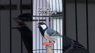 Download lagu Gelatik batu wucit panjang #glatikfullisian #birdsong #burunggelatik #gelatik #glatik #shortsvideo mp3 Download lagu Gelatik batu wucit panjang #glatikfullisian #birdsong #burunggelatik #gelatik #glatik #shortsvideo mp3