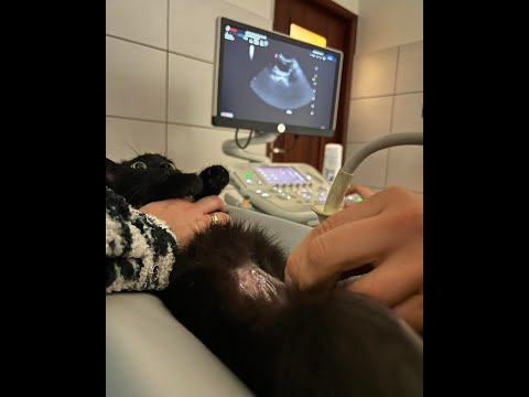 Silvet - Przychodnia Weterynaryjna - video