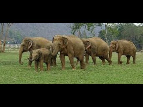 Elephant dance in Vietnam
