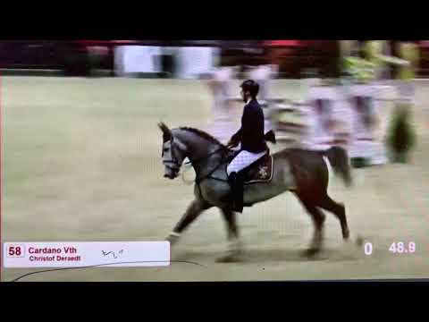 Cardano vth (Casario x Colman) Stallion Competition Lier 5YH