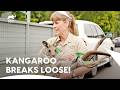 Can The Irwins Safely Shift The Kangaroo Crikey It S The Irwins S2 E6 Animal Planet India