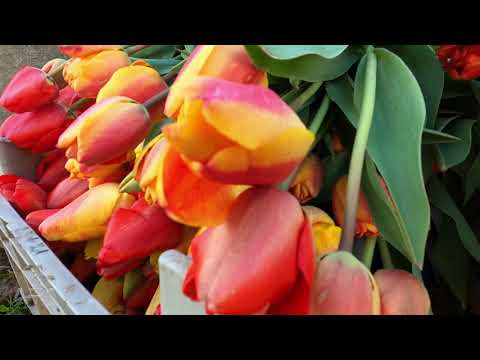 Lalele de la Ciocaia .....Csokalyi Tulipán