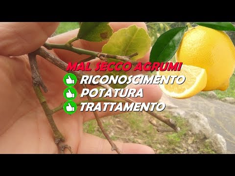 SHmorlja ernia della colonna vertebrale toracica e lombare Cuciture legamento