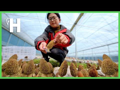 How Farmer Growing True Morel Mushroom - Morchella Harvesting & Processing @HappyFarm85