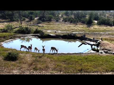 Djuma: Impala and Zebra at pan - 06/01/18