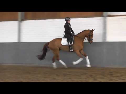 2020 Vaiana, Stute von Vivaldi x San Amour x Donnerhall