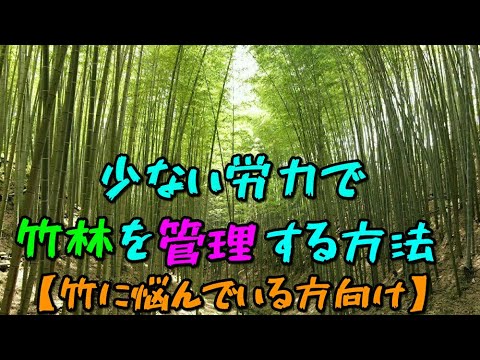竹:植えるのに適した時期はいつですか? トピックス