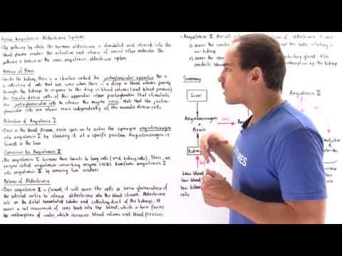 Renin-Angiotensin-Aldosterone System
