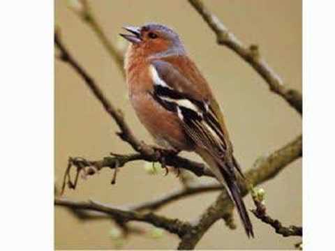 Deasupra de Resita - Dumitru Constantin