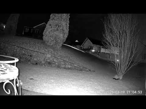 Skunk march 19 2525 #backyardzoo #roanokeva #skunk