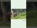 Namma Kodagu Song Status Video Coorg Kodagu