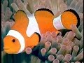 Amphiprioninae Clownfish or anemonefish Рыба Клоун 