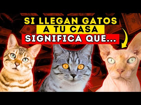 Descubre el Significado Espiritual de ver un GATO en tu casa ¡Es Sorprendente! 🐈‍⬛🏠
