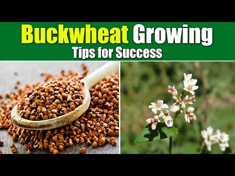 Seed to Harvest: Mastering Buckwheat Growing for Bountiful Yield
