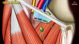 ANATOMY OF FEMORAL TRIANGLE , FEMORAL CANAL , FEMORAL SHEATH