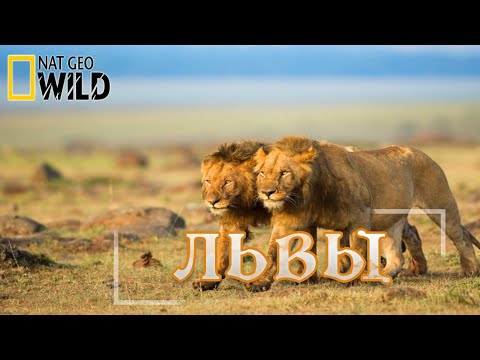 Львы - как братья стали королями. #Документальный фильм. National Geographic 16+