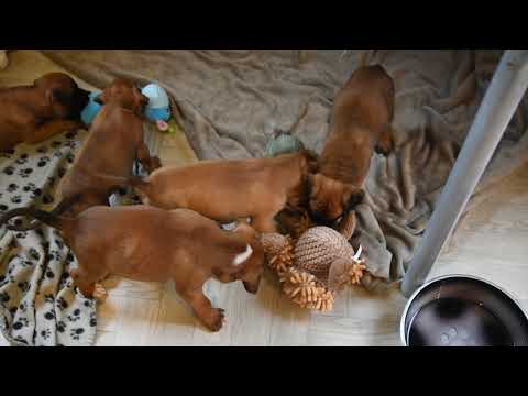 H Wurf vom Terracotta-Imperium 6 Wochen