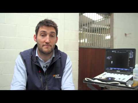 IMV imaging Ultrasonography of the Distal Limb video 2 - Horse preparation