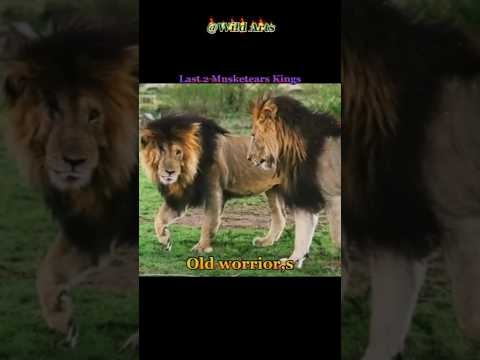 Scarface and morani last 2 Musketear lion😱 #shortsfeed#shortshorts#viralshorts#uoloadshorts#trending