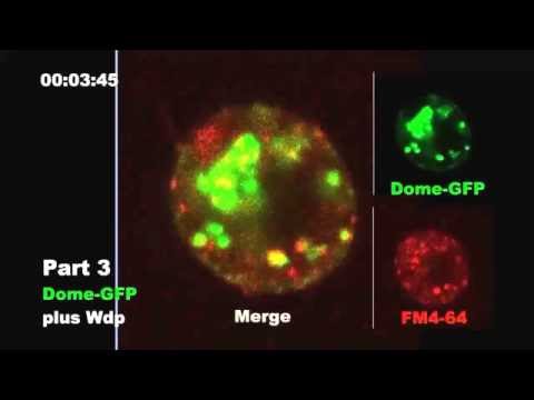 Windpipe Controls Drosophila Intestinal Homeostasis by Regulating JAK/STAT Pathway via Promoting...