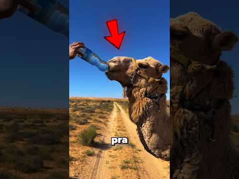 Nunca dê água pra um CAMELO!