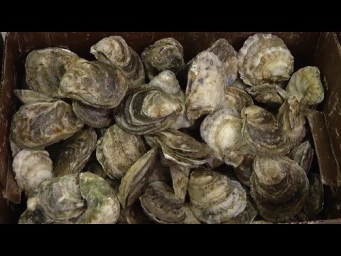 Hoopers Island Oyster Aquaculture Company Documentary