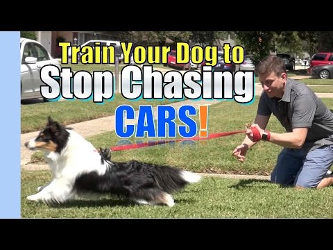 Train your Dog to STOP CHASING & LUNGING at CARS: Where to Start