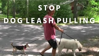 How To Stop Dog Leash Pulling