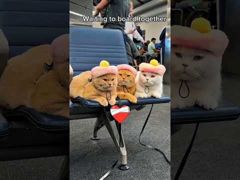 3 Kucing Ini Lebih Tertib dari Banyaknya Penumpang! 🥺❤️