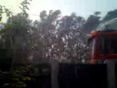 mori de ras  mineri TL