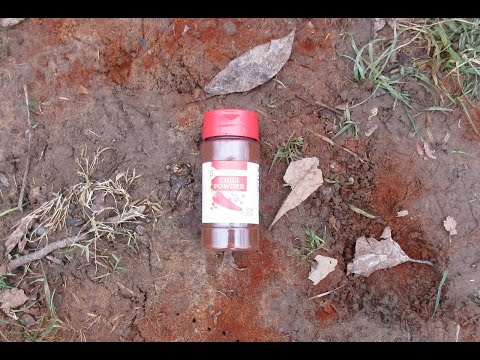 Don't Eat Dirt! Chilli Powder Cure For Snuffling Puppies!