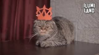 Каждый раз когда я возвращаюсь с ловли коты всех