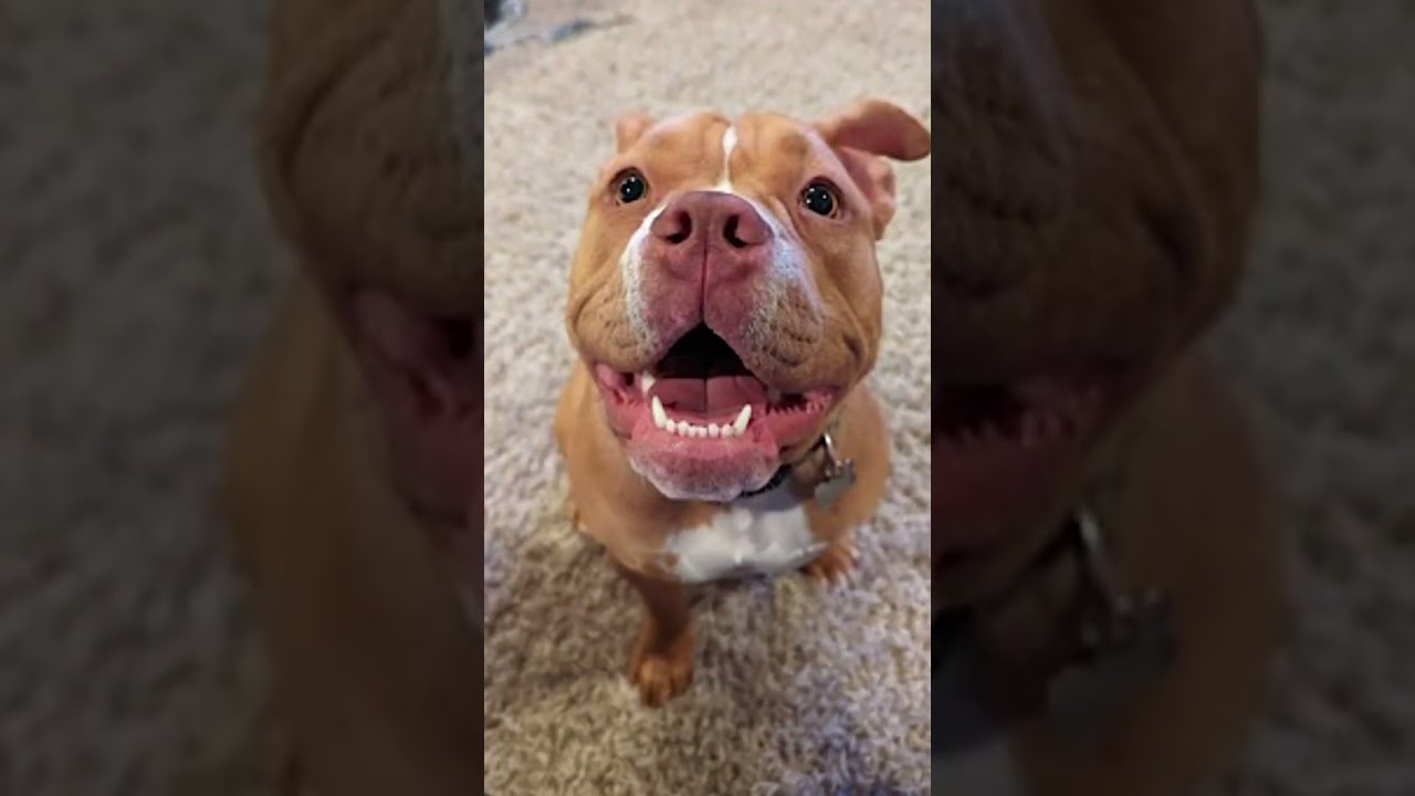 Enlarge Lily, an adopted American Bully in Amherst, MA video 6/6