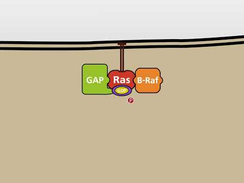 The MAP-Kinase (MAPK) signalling pathway HD