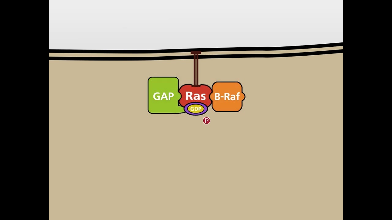 The MAP-Kinase (MAPK) signalling pathway HD