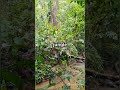 Ye Ped Chal Sakta Hai Walking Tree In Jungle Amazing Plant Fact Shorts