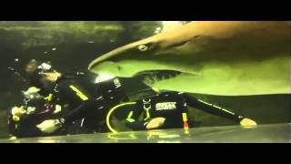 Shark Dive Manly Sydney Australia
