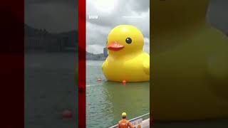 Download lagu Giant ducks appear in Hong Kong. #Shorts #Ducks #HongKong #BBCNews mp3 Download lagu Giant ducks appear in Hong Kong. #Shorts #Ducks #HongKong #BBCNews mp3
