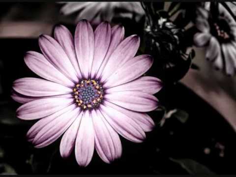 Ma Agdar agolak مقدر اقولك