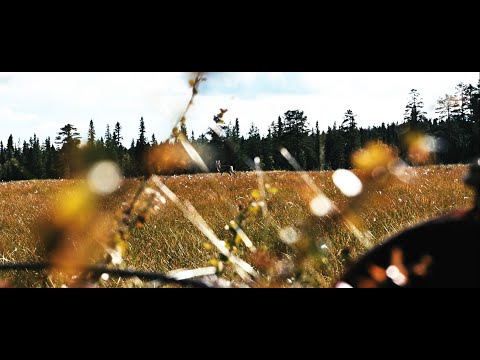 Hunting Reindeer in Norway 2020